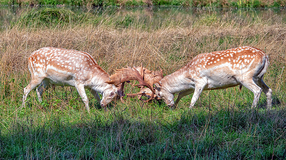 Fallow Deer Bucks - Dama dama, Charlecote Park, August 2018