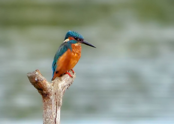 Common Kingfisher Male  - Alcedo atthis, Upton Warren, 07 September 2018