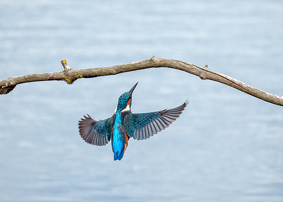 Common Kingfisher - Alcedo atthis, Upton Warren, September 2018