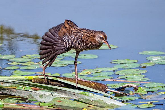 Water Rail - Rallus aquaticus, Upton Warren, July 2018.
