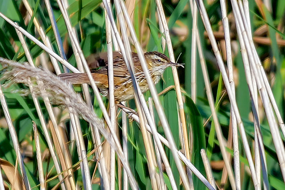 Sedge Warbler - Acrocephalus scoenobaenus, Upton Warren, July 2018
