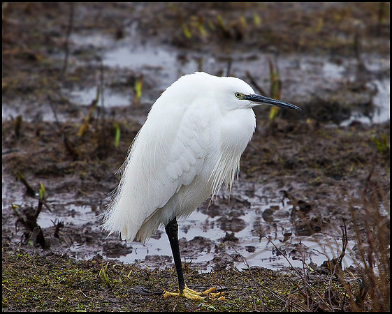 Little Egret, Upton Warren Moors, 17 February 2010