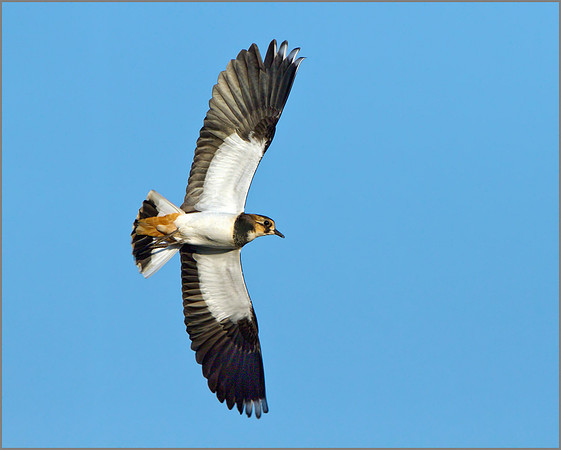 Lapwing (Vanellus vanellus), Upton Warren, October 2014