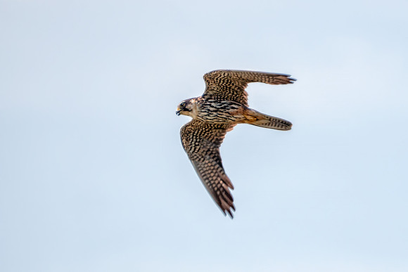 Eurasian Hobby Juvenile - Falco subbuteo, Upton Warren, July 2018