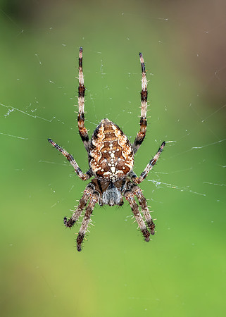 Garden Spider - Araneus diadematus, Garden, September 2018