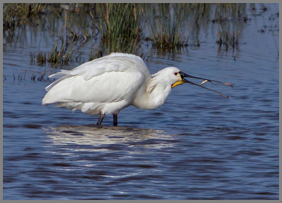 Spoonbill, Slimbridge WWT, March 2011