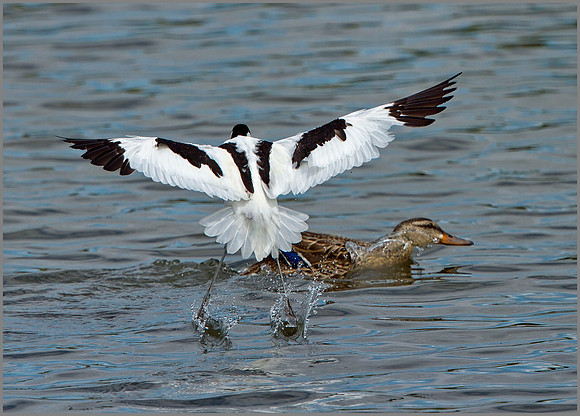 Avocet (Recu rvirostra avosetta), Upton Warren NR, June 2014