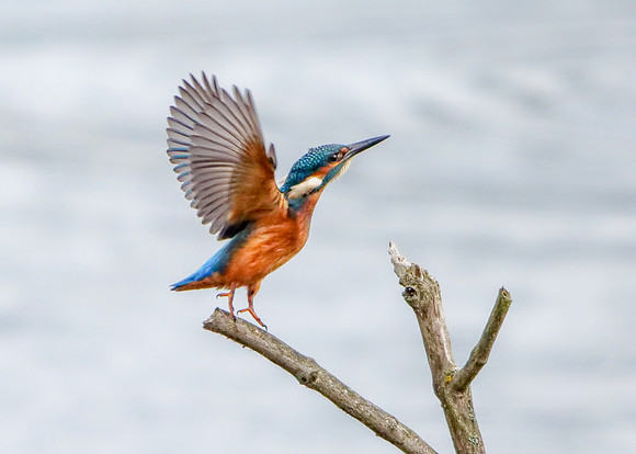 Common Kingfisher - Alcedo atthis, Upton Warren, August 2018
