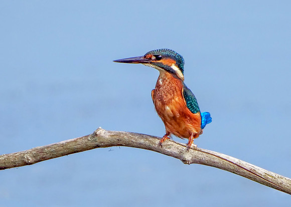 Common Kingfisher Female - Alcedo atthis, Upton Warren, September 2018