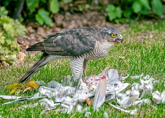 Eurasian Sparrowhawk - Accipiter nisus, Garden, September 2018