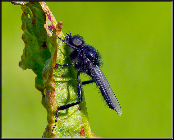 St Marks-fly, Hanbury, 06 May 2012