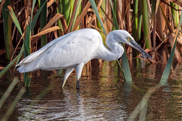 Little Egret - Egretta Garzetta, Upton Warren, October 2018