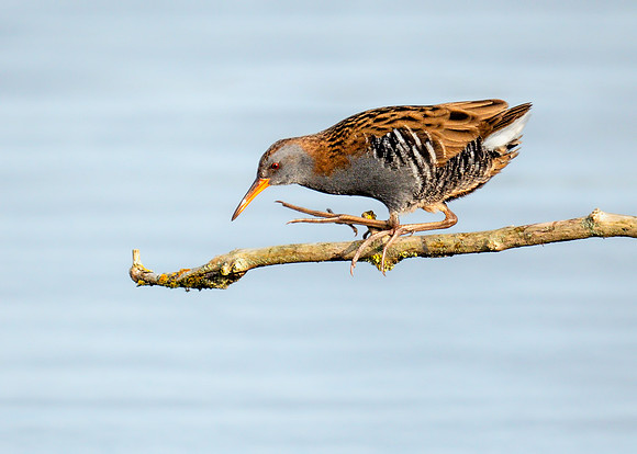 Water Rail - Rallus aquaticus, Upton Warren, October 2018