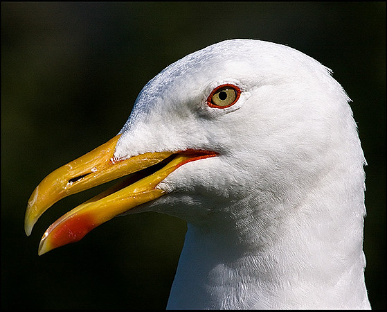 Herring Gull, Anglesey, July 2009
