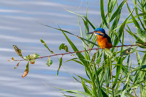Common Kingfisher - Alcedo atthis, Upton Warren Moors, 29 October 2018__1861_DT