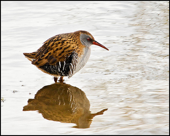 Water Rail, Upton Warren Moors, 29 January 2010