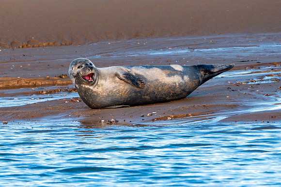 Common or Harbour Seal - Phoca vitulina, Norfolk, November 2018