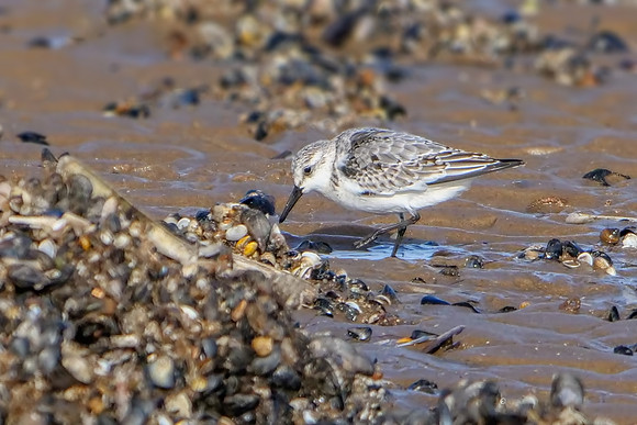 Sanderling - Calidris alba, Norfolk, November 2018