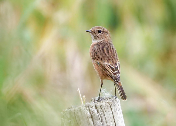 Common Stonechat - Saxicola torquatus, Upton Warren, October 2018
