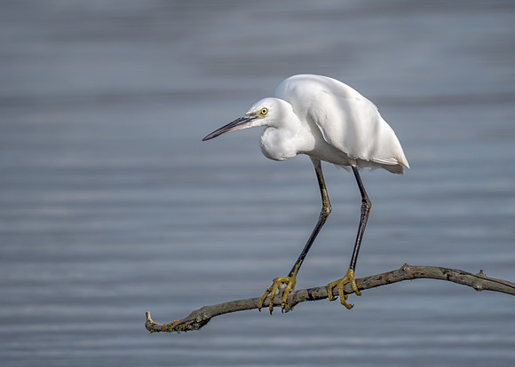 Little Egret - Eretta garzetta, Upton Warren, October 2018