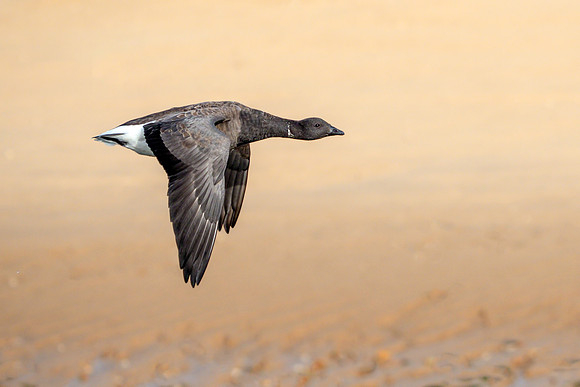 Brent Goose - Branta bernicla, Norfolk, November 2018