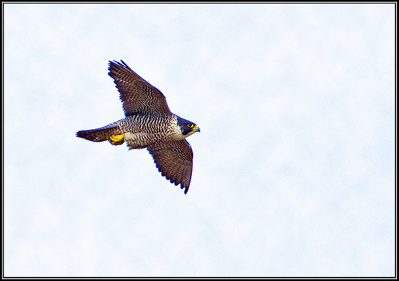 Peregrine, Shropshire, 04 April 2010