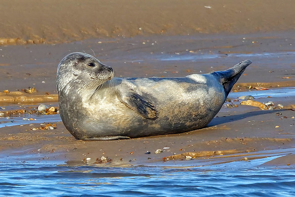 Common or Harbour Seal - Phoca vitulina, Norfolk, November 2018
