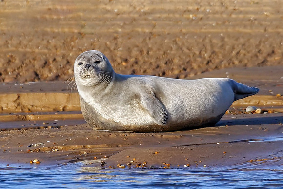 Common or Harbour Seal - Phoca vitulina, Norfolk, November 2018
