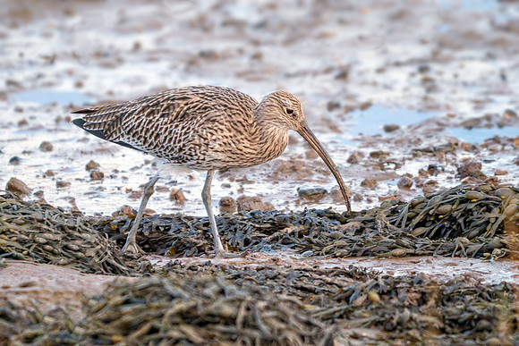 Eurasian Curlew - Numenius arquata, Norfolk, November 2018