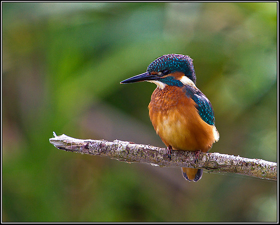 Kingfisher, Upton Warren Moors, 23 June 2011