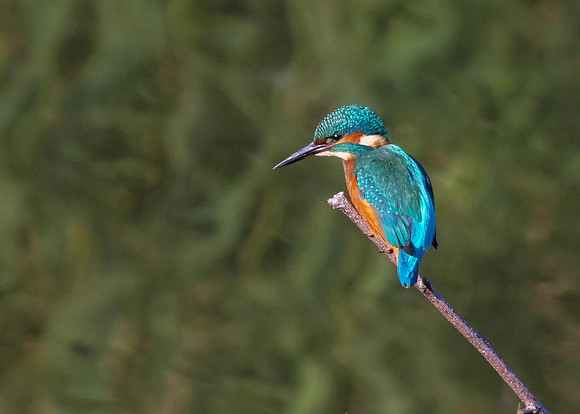 Common Kingfisher Male - Alcedo atthis, Upton Warren Moors, October 2018