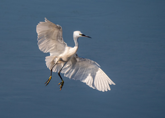 Little Egret - Egretta garzetta, Upton Warren Moors, 29 October 2018