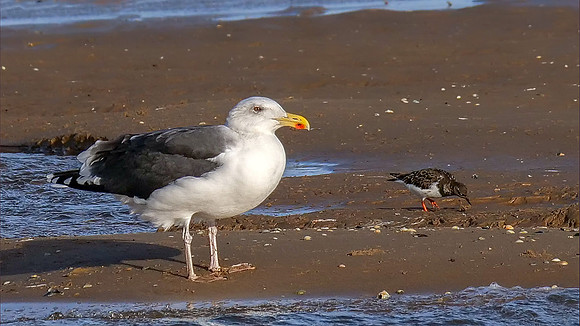 Great Black-backed Gull - Larus marinus, Norfolk, November 2018