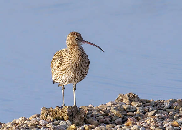 Eurasian Curlew - Numenius arquata, Upton Warren, November 2018