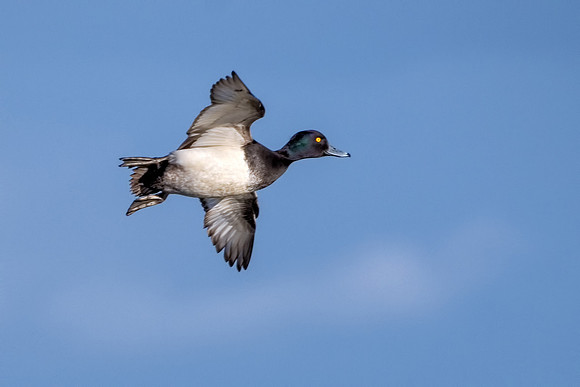 Tufted Duck Drake - Aythya fuligula, Slimbridge WWT, November 2018