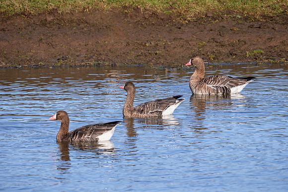 Greater White-fronted Geese - Anser albifrons albifrons , Slimbridge WWT, November 2018