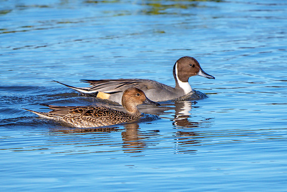 Northern Pintails - Anas acuta, Slimbridge WWT, November 2018
