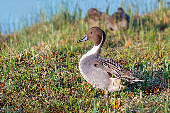 Northern Pintail Drake - Anas acuta, Slimbridge WWT, November 2018