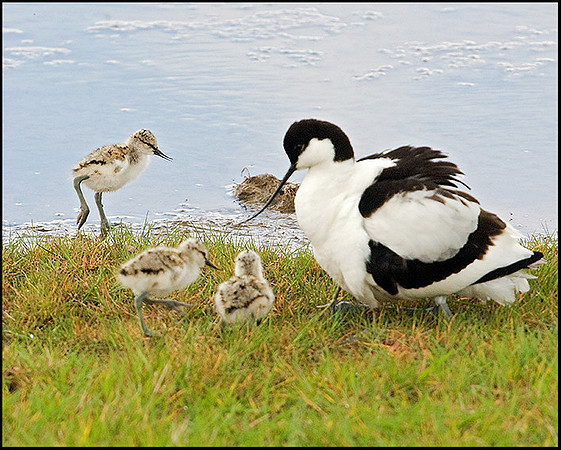 Avocet with Chicks, Upton Warren Flashes, 15 May 2009