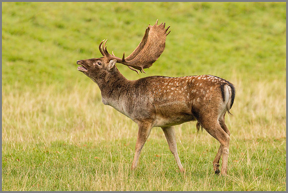 Fallow Deer Buck (Dama dama), Charlecote Park, October 2016