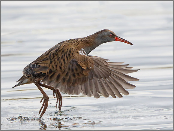Water Rail (Rallus aquaticus), Upton Warren, November 2014