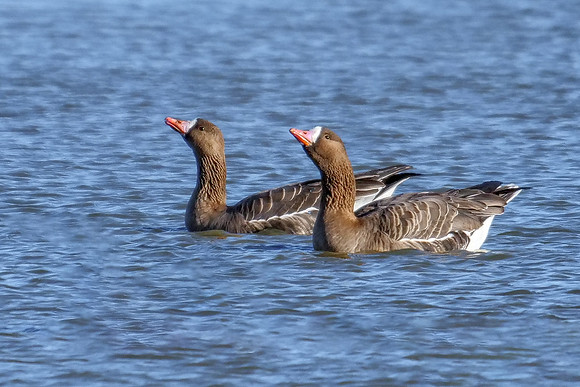 Greater White-fronted Geese - Anser albifrons, Slimbridge WWT, January 2019