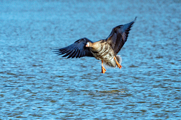 Greater White-fronted Goose - Anser albifrons, Slimbridge WWT, January 2019