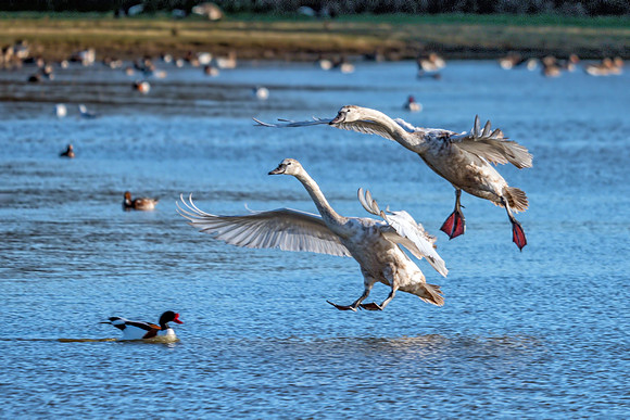 Juvenile Bewick's Swans - Cygnus columbianus, Slimbridge WWT, January 2019