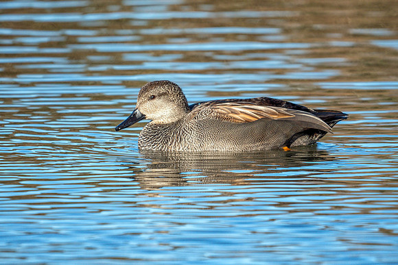 Gadwall - Anas strepera, Slimbridge WWT, January 2019
