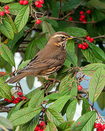 Redwing - Turdus iliacus , Garden, January 2019