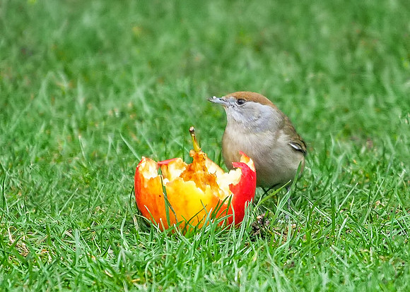 Female Blackcap - Sylvia atricapilla, Garden, January 2019