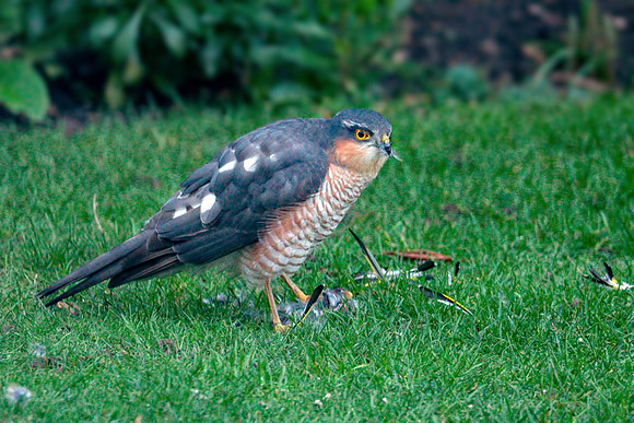 Eurasian Sparrowhawk - Accipiter nisus, Garden, January 2019