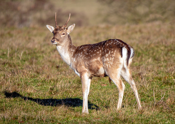 Fallow Deer Pricket - Dama dama, Charlecote Park, January 2019