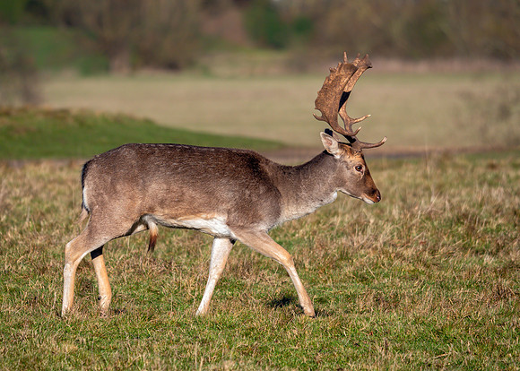 Fallow Deer Buck - Dama dama, Charlecote Park, January 2019